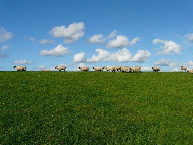 schäfchen