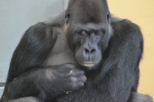 Launen